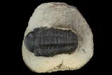 Detailed, Reedops Trilobite - Atchana, Morocco #119911-1
